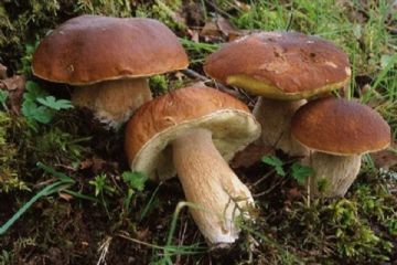 Raccolta funghi autunno 2024 - Attivazione servizio consulenza micologica